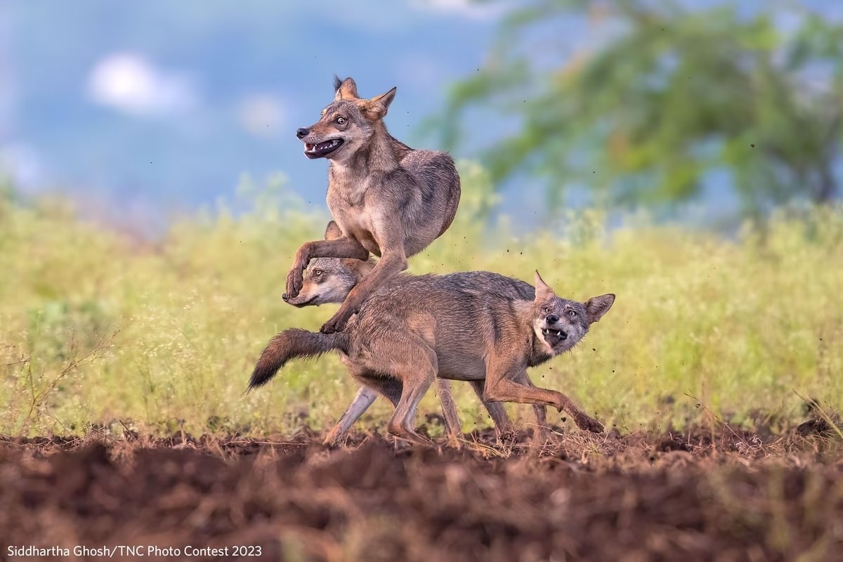 Nature Conservancy Announces Stunning 2023 Photo Contest Winners