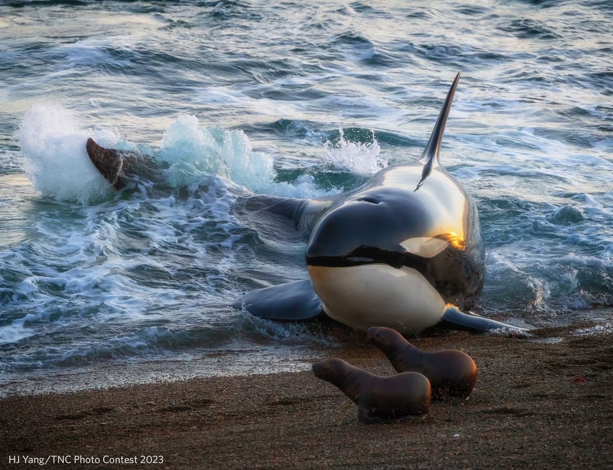 Nature Conservancy Announces Stunning 2023 Photo Contest Winners