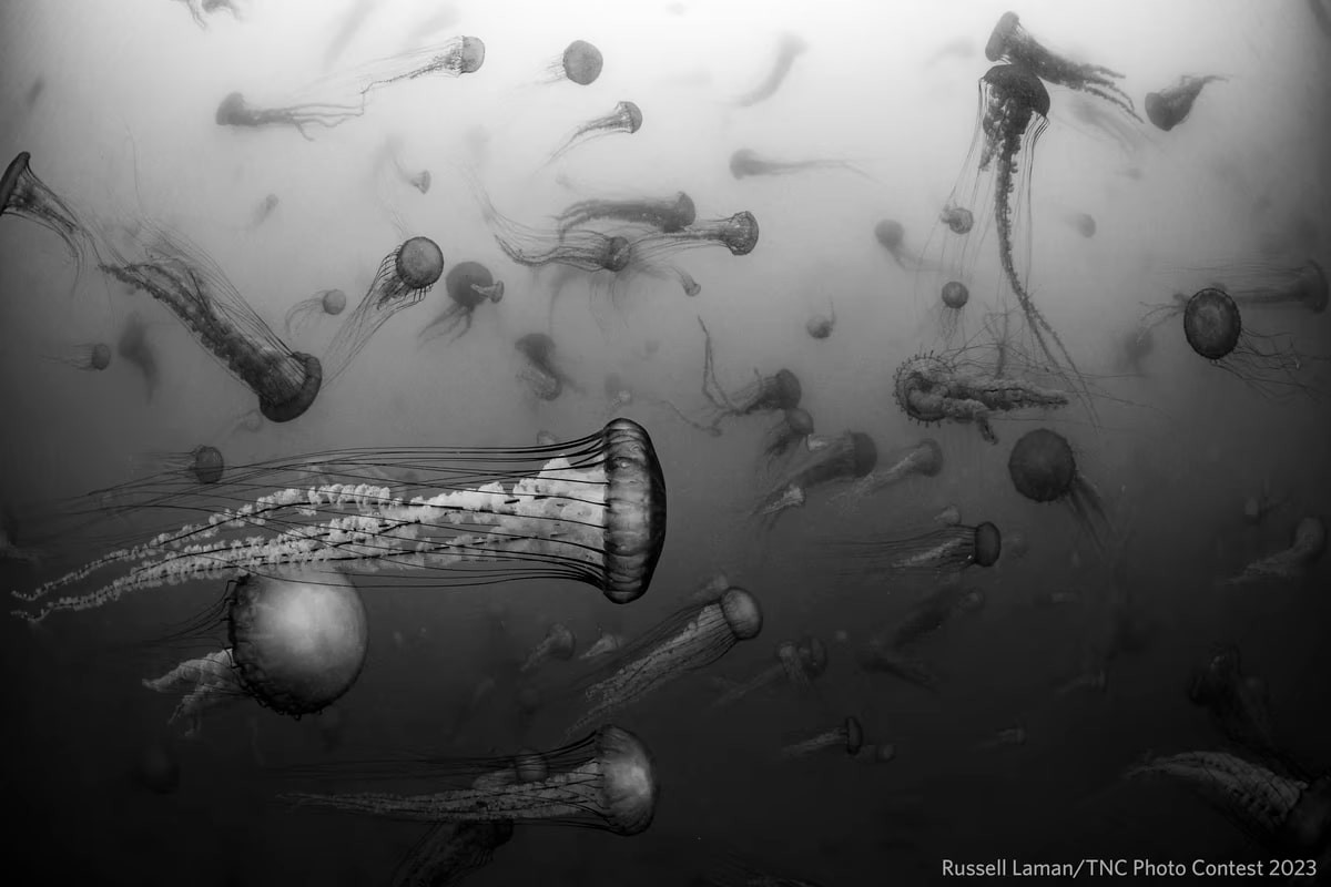 Nature Conservancy Announces Stunning 2023 Photo Contest Winners