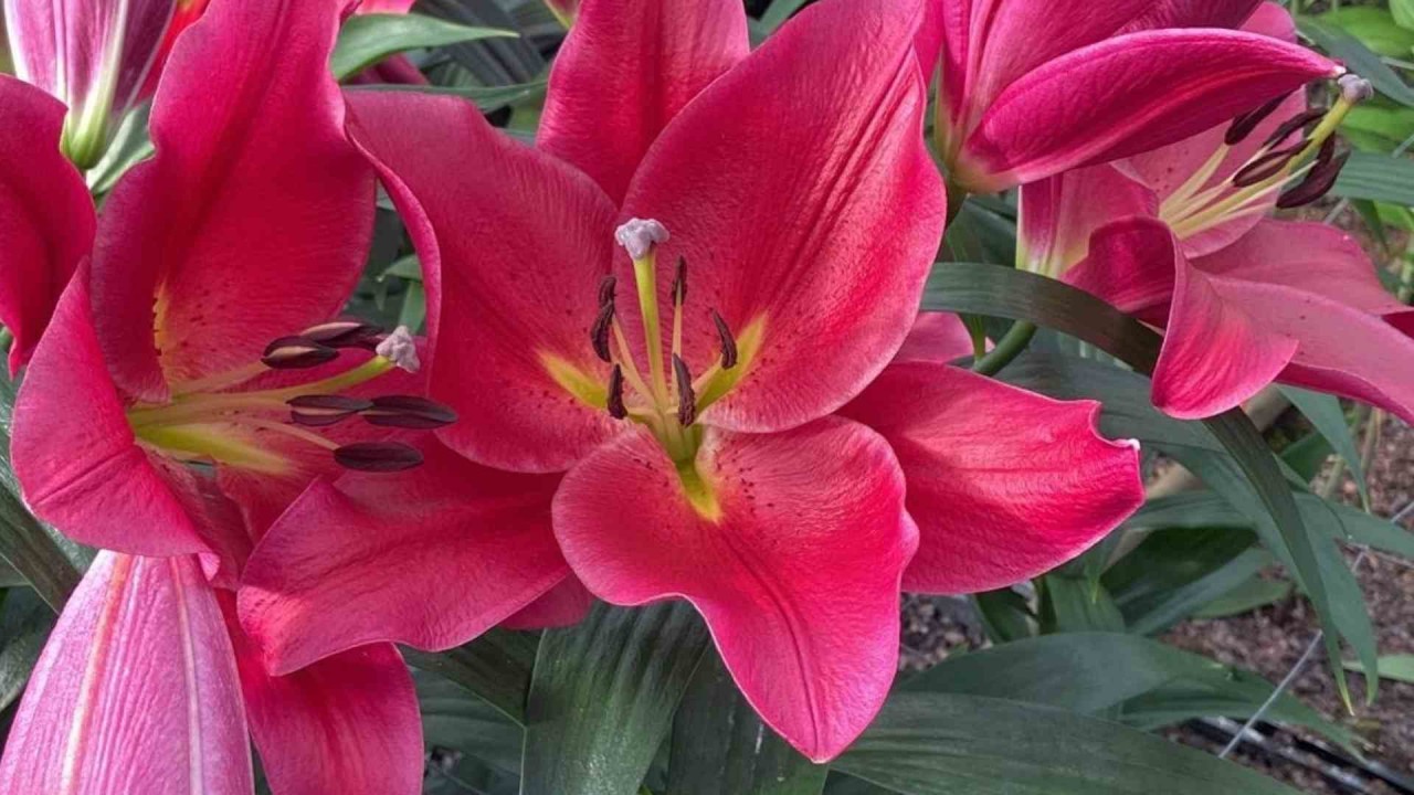 New Lily Variety Unveiled to Mark 50 Years of Vietnam-Netherlands Relations