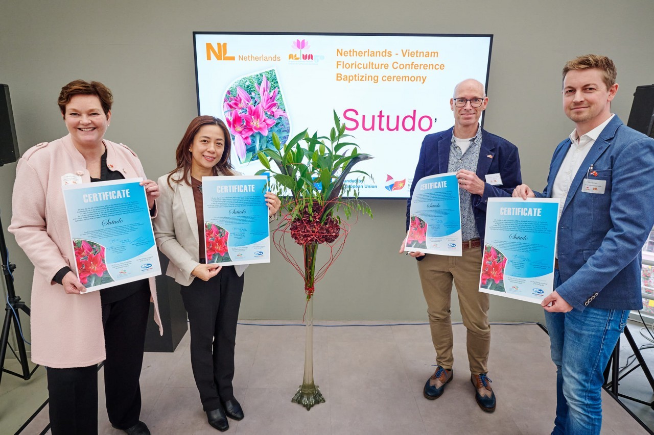 new lily variety unveiled to mark 50 years of vietnam netherlands relations