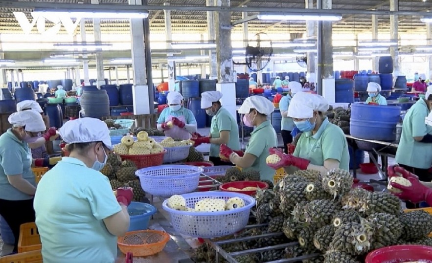 Processing pineapples for export in Vinh Long province, southern Vietnam.