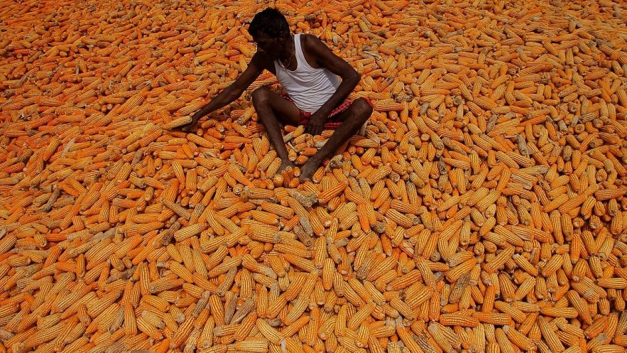 A farmer in the midst of harvested maize in Nabarangapur district's Umerkote town in south Odisha. | Photo Credit: Biswaranjan Rout