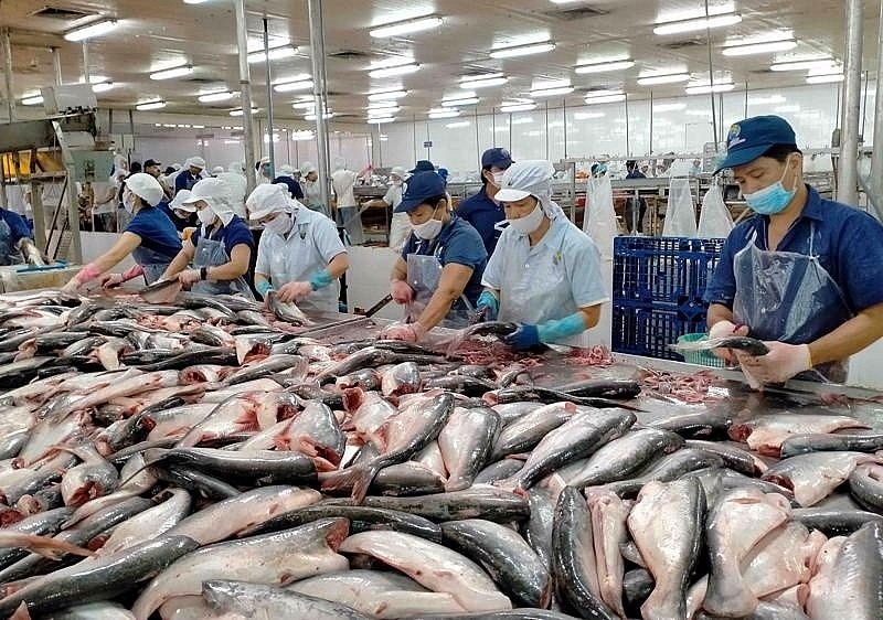 Pangasius Exports to Germany Grow Strongly Due to EVFTA Advantages