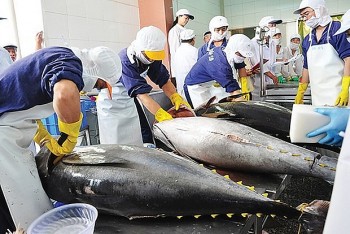 Tuna Exports to Italy Soars