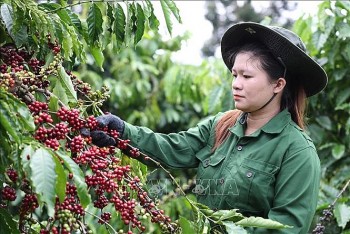 Algeria - A Potential Market for Vietnamese Coffee