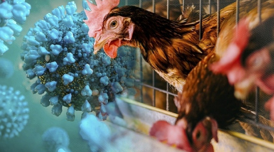 Vietnam raises concerns about the spread of the human avian flu risk after Cambodia outbreak (Photo: promegaconnections)
