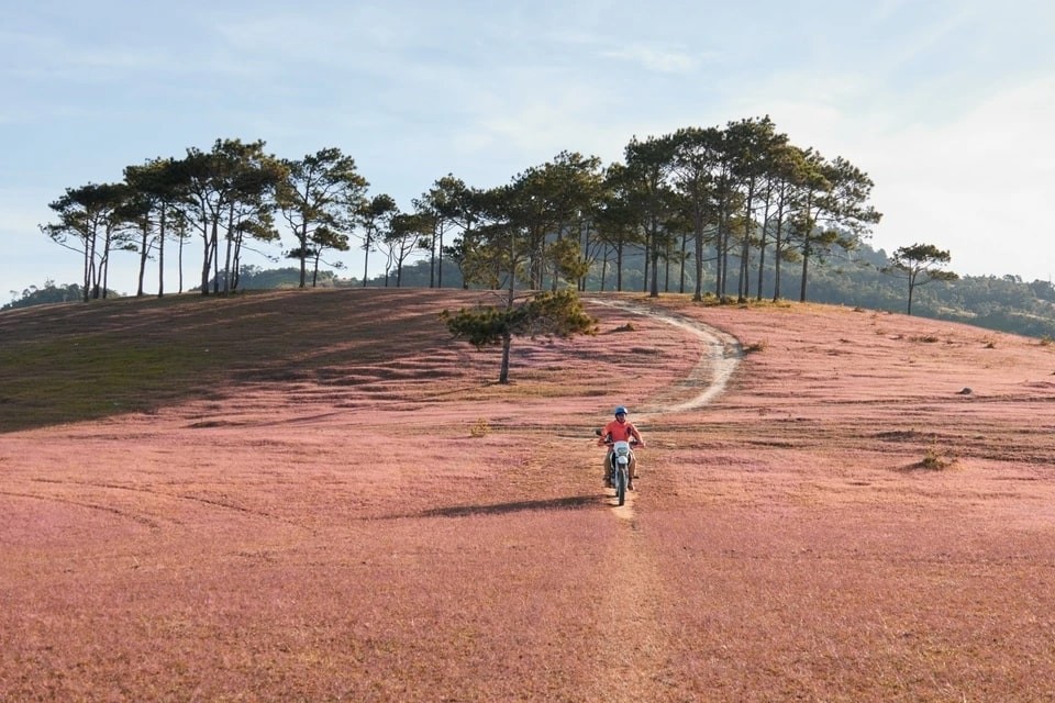 Marvel At The Masara Pink Grass Hill In Lam Dong