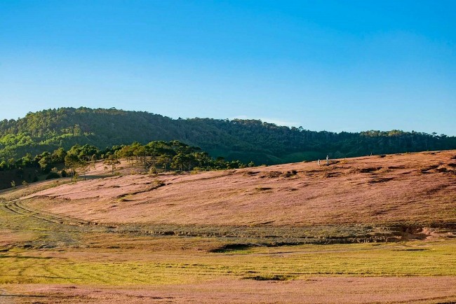 Marvel At The Masara Pink Grass Hill In Lam Dong