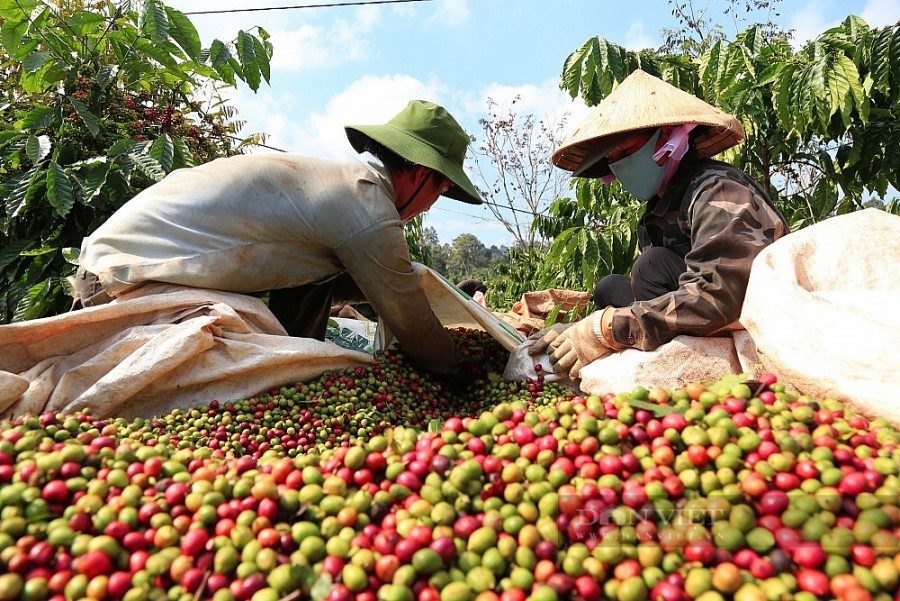 dual impact of evfta on vietnams coffee exports to eu