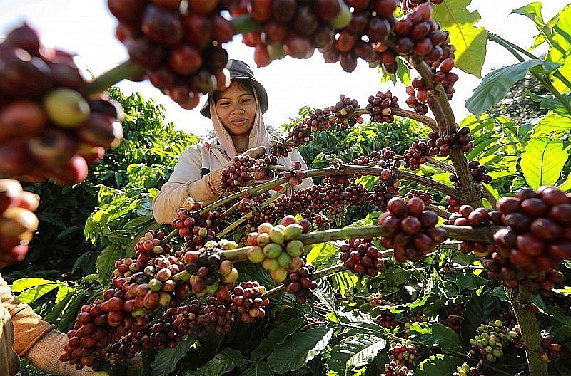 Dual Impact of EVFTA On Vietnam's Coffee Exports to EU