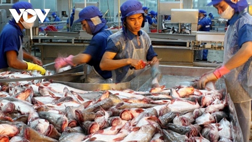 Processing pangasius for export in southern Vietnam.