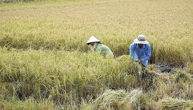 WB-Funded Project Makes Positive Impact on Soc Trang's Rice Industry