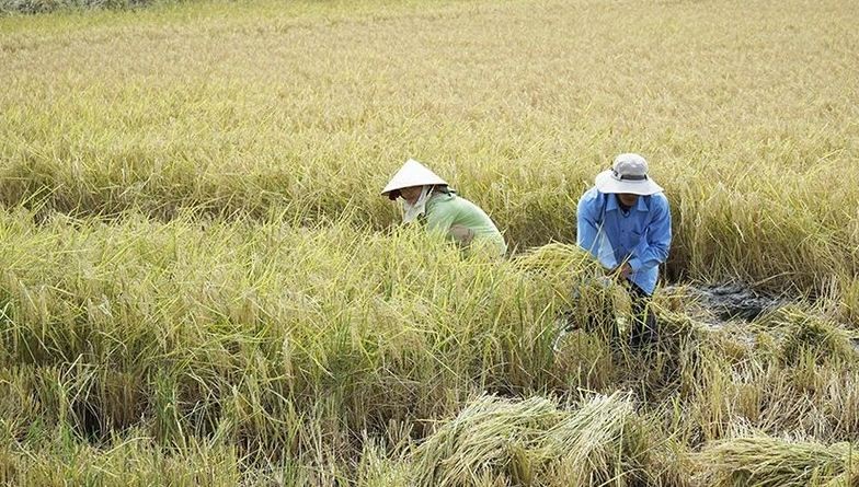 wb funded project makes positive impact on soc trangs rice industry