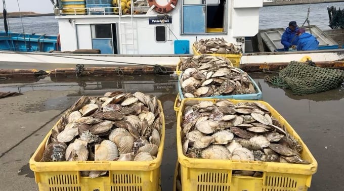 japanese scallops to be processed in vietnam