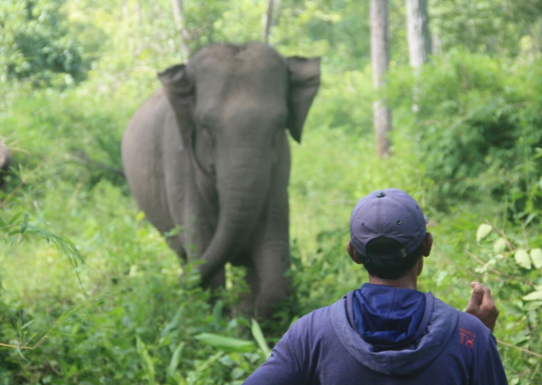 An Afternoon with Yok Don's Elephant Guardians