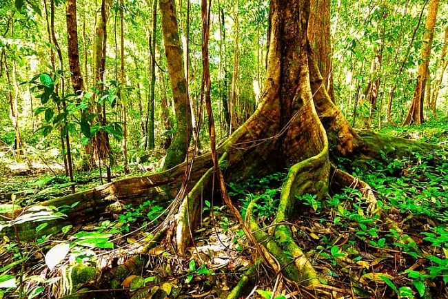 NTT Group Partners With ClimateForce to Create World's First Smart Rainforest