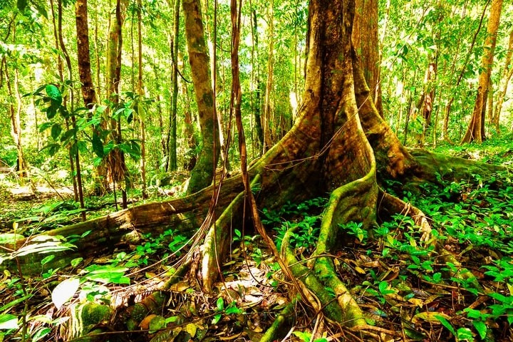 ntt group partners with climateforce to create worlds first smart rainforest