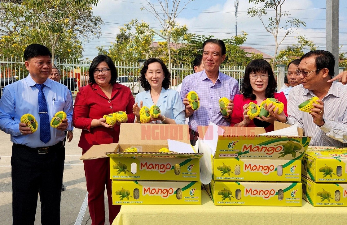 An Giang Exported First Batch of Flat-seeded Mangoes to Republic of Korea