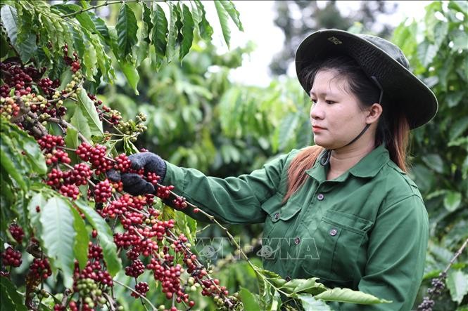 In January 2024, Vietnam's coffee exports to Australia grew strongly. Illustration