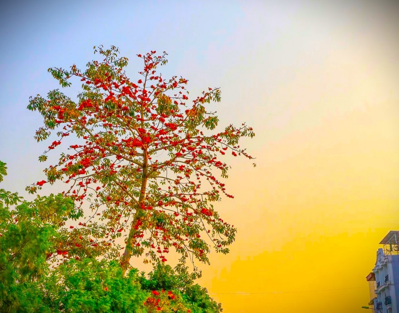 Admire The Gorgeous Rice Flower Season In Lao Cai