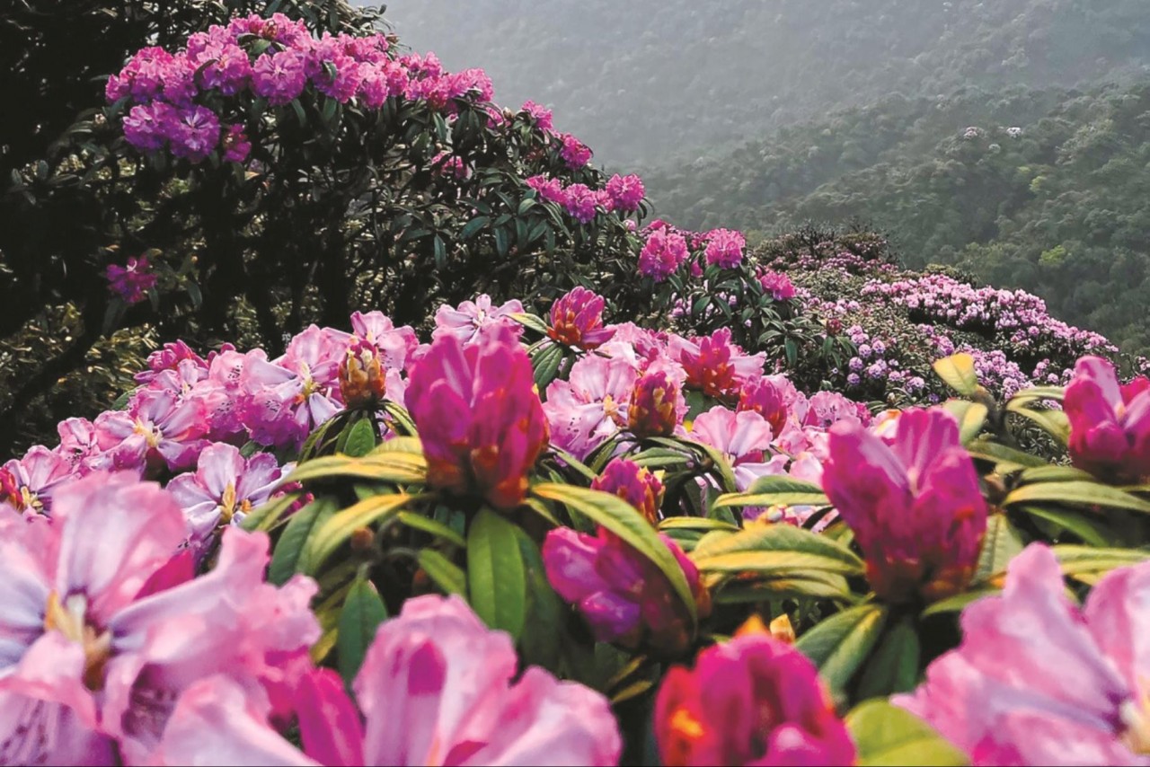 unique rhododendron flowers bloom in hoang lien son mountain