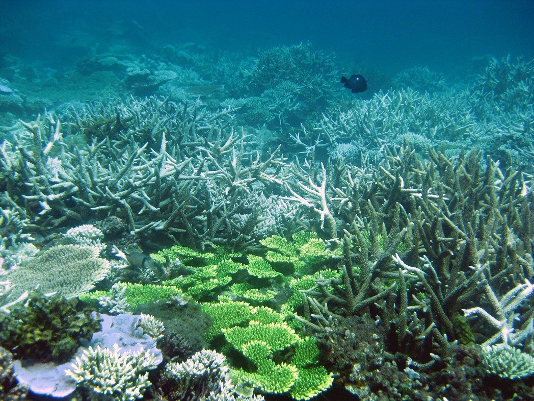 Coral reef at Nui Chua