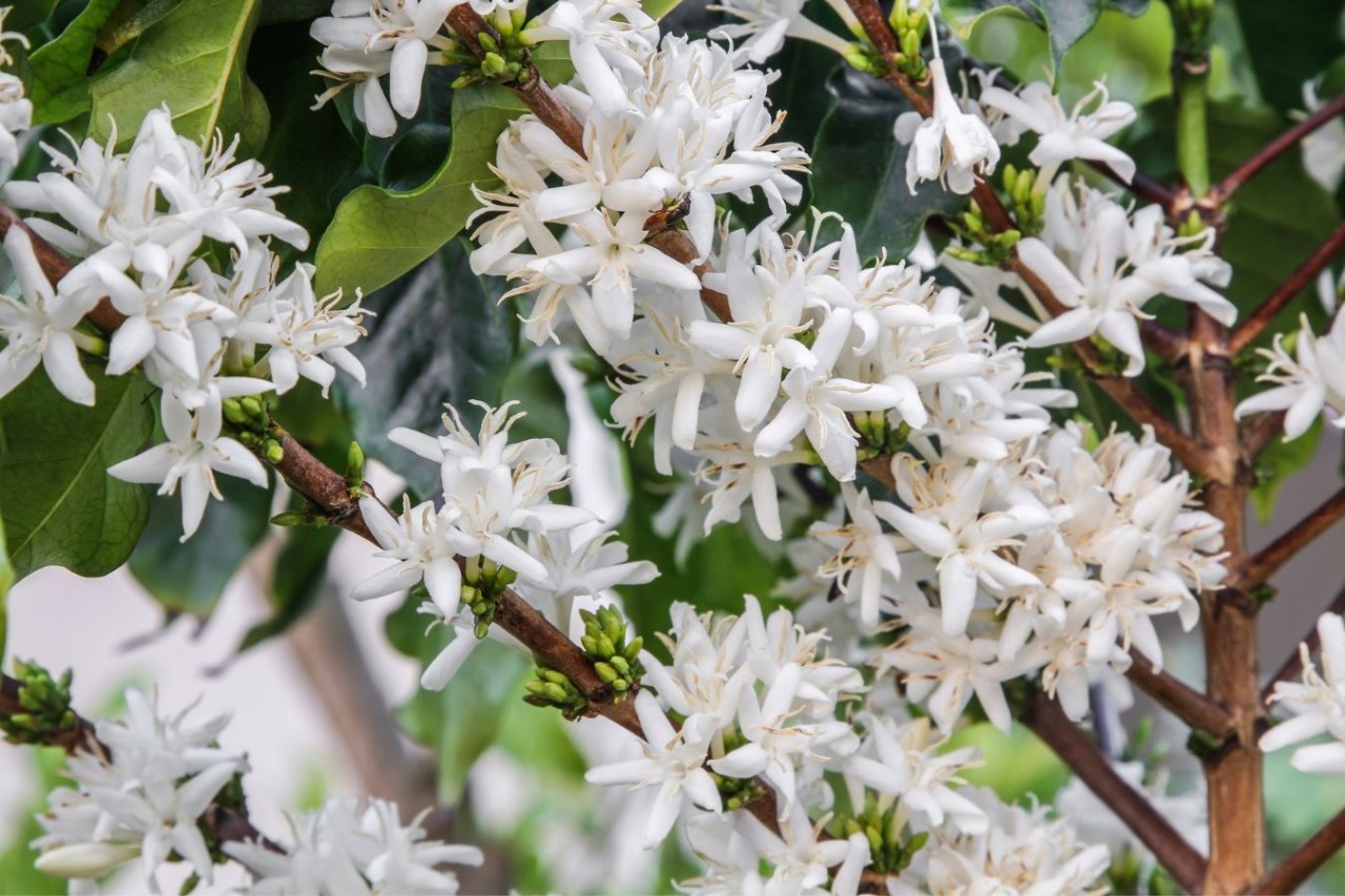 captivating white coffee flowers blooming in the central highlands