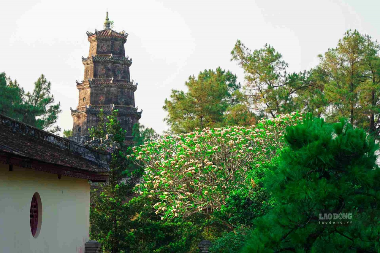 Brilliant Porcelain Flowers Bloom In The Ancient Capital Of Hue