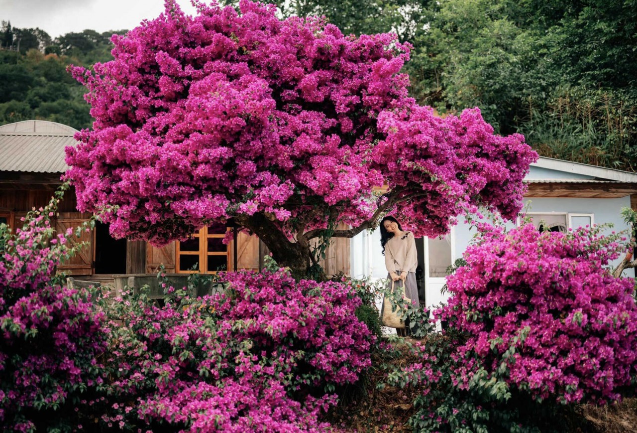 admire the unique 35 year old paper flower tree in da lat