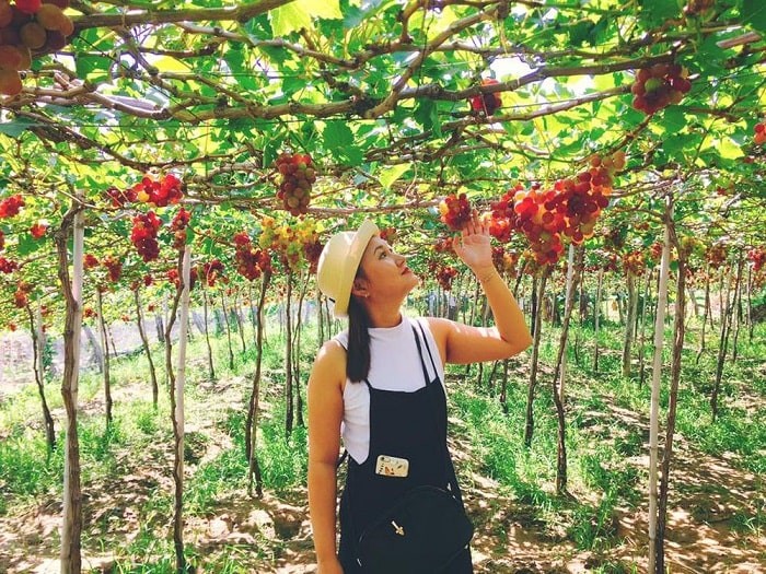 Visit Thai An Grape Village – A Tranquil Summer Getaway In Ninh Thuan