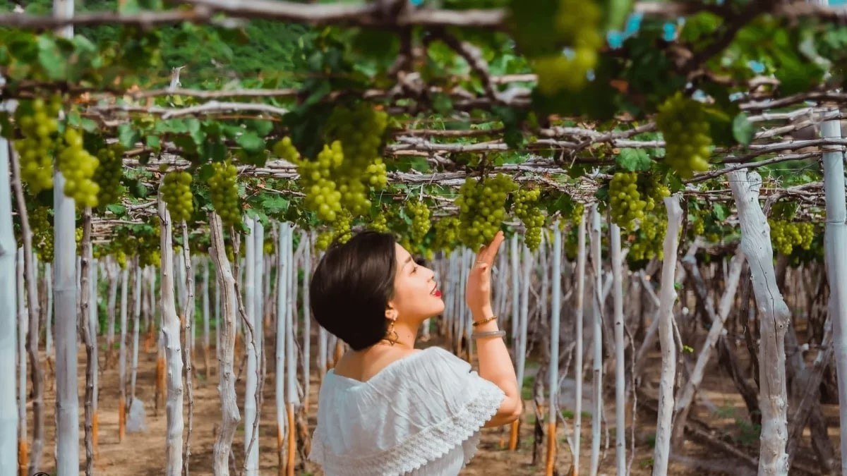 Visit Thai An Grape Village – A Tranquil Summer Getaway In Ninh Thuan