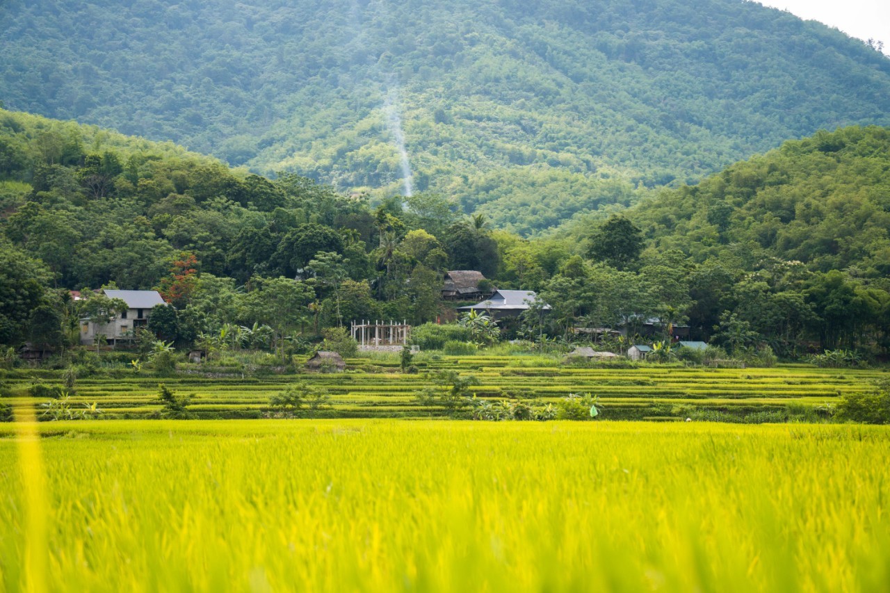 Admire The Mesmerizing Don Village In The Ripening Rice Season