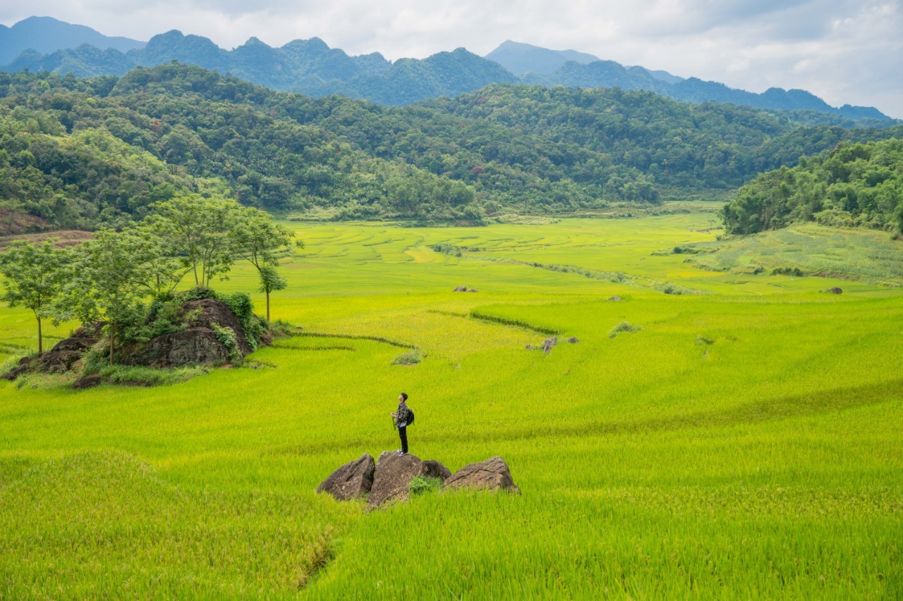 Admire The Mesmerizing Don Village In The Ripening Rice Season