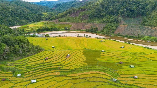 Admire The Mesmerizing Ripening Kon Tu Rang Terraced Fields In Kon Tum