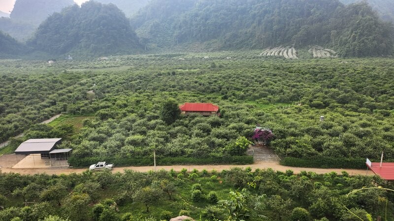 Na Ka Plum Valley – A Perfect Weekend Getaway In Moc Chau