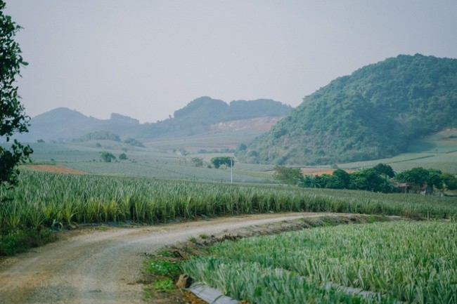 Tam Diep Pineapple Hill - A Unique Green Haven In Ninh Binh