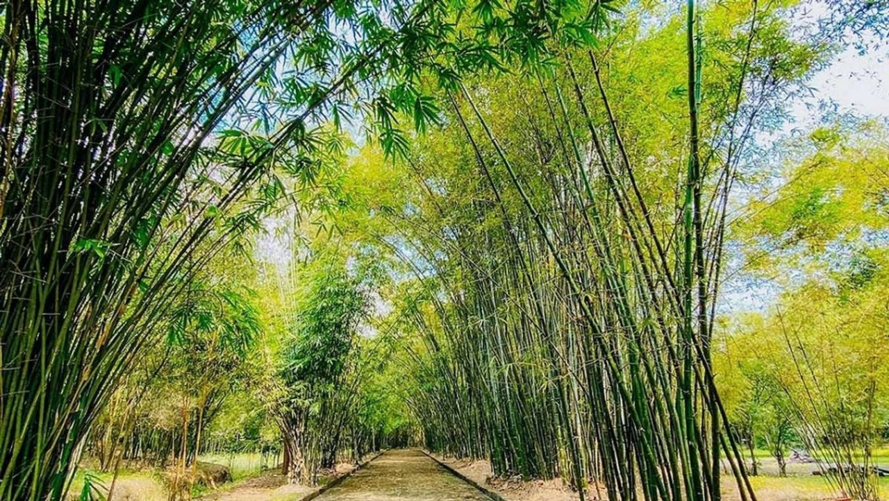 Explore Phu An Bamboo Village – The Unique Green Space In Vietnam