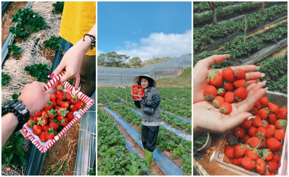 Best Destinations For Foreign Tourists To Experience Farming Life In Vietnam