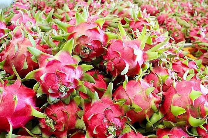 Vietnamese Dragon Fruit Exported to Saudi Arabia