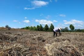 Extreme Weather Patterns across China affect Agriculture and Food Security