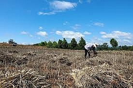 Extreme Weather Patterns across China affect Agriculture and Food Security