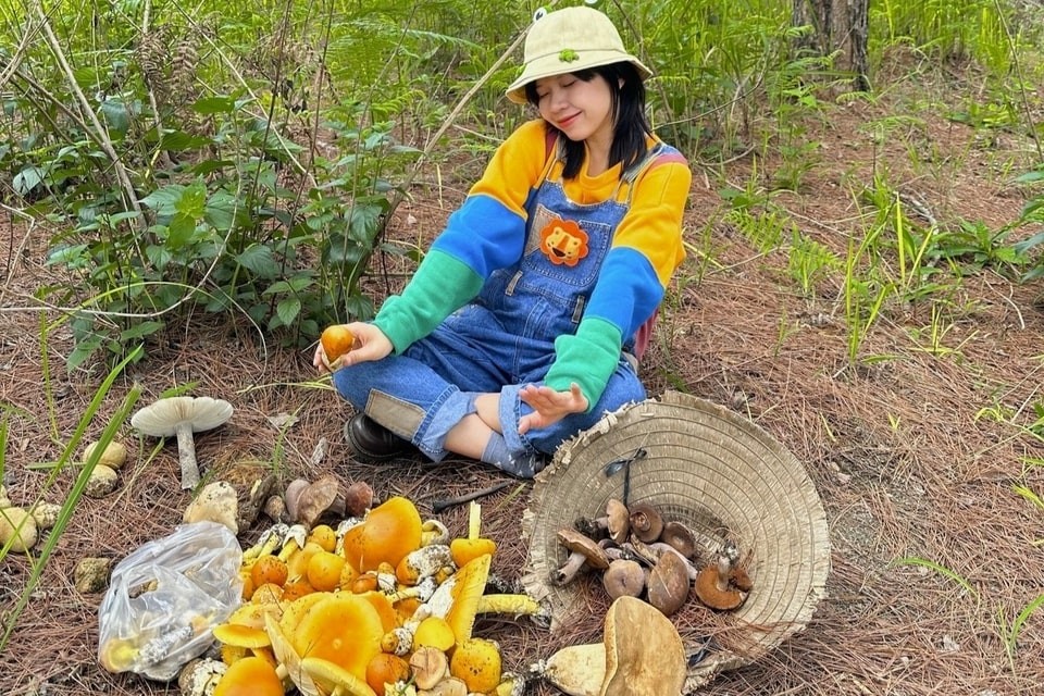 Experience Mushroom Hunting After Rainy Season In Da Lat