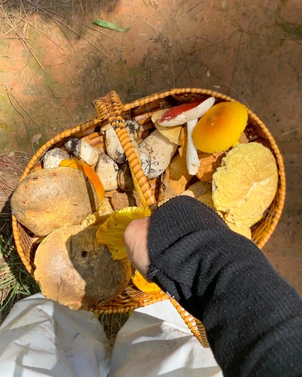 Experience Mushroom Hunting After Rainy Season In Da Lat