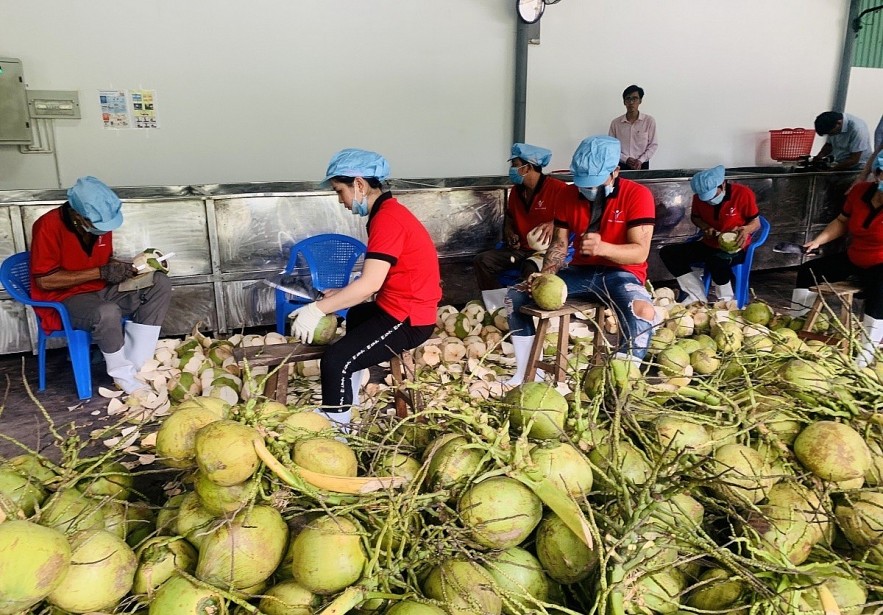 Fresh coconut is one of the fruits officially exported to China.