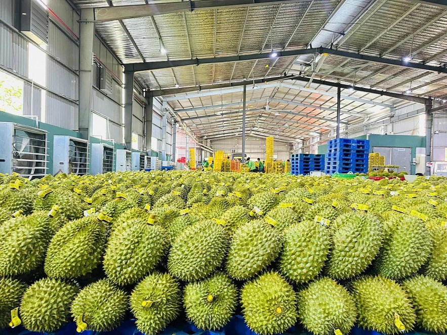 China is the largest export market for Vietnamese durian. Photo: TN