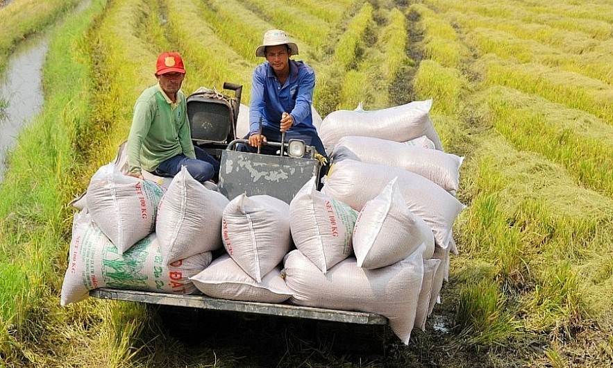 Philippines Seeks Stronger Rice Cooperation with Vietnam