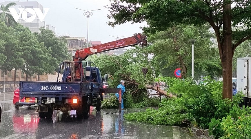 Strong winds uproot many trees in the coastal city of Ha Long.