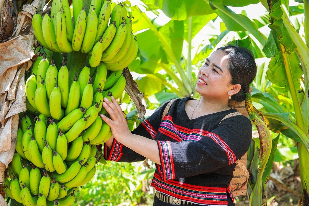 Pa Ko Women in Ta Rut Improve Livelihoods Thanks to Dwarf Banana