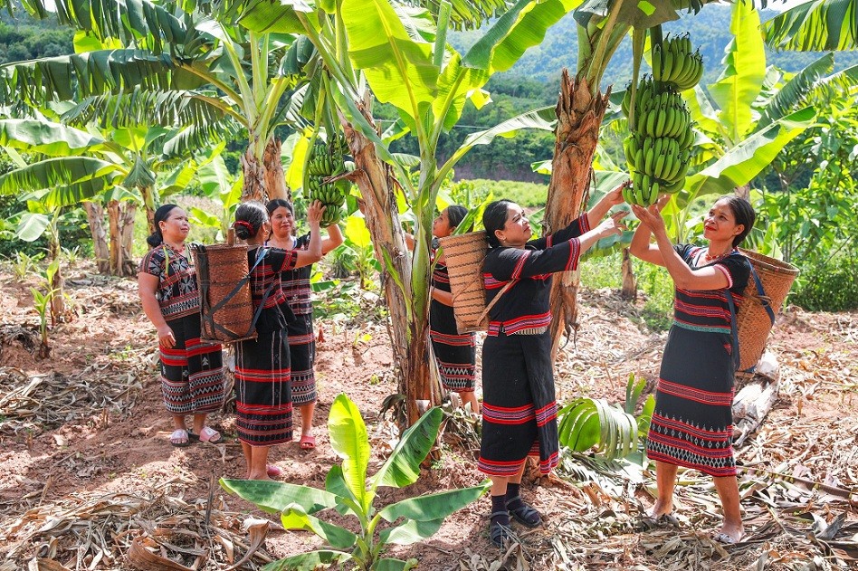 Pa Ko Women in Ta Rut Improve Livelihoods Thanks to Dwarf Banana